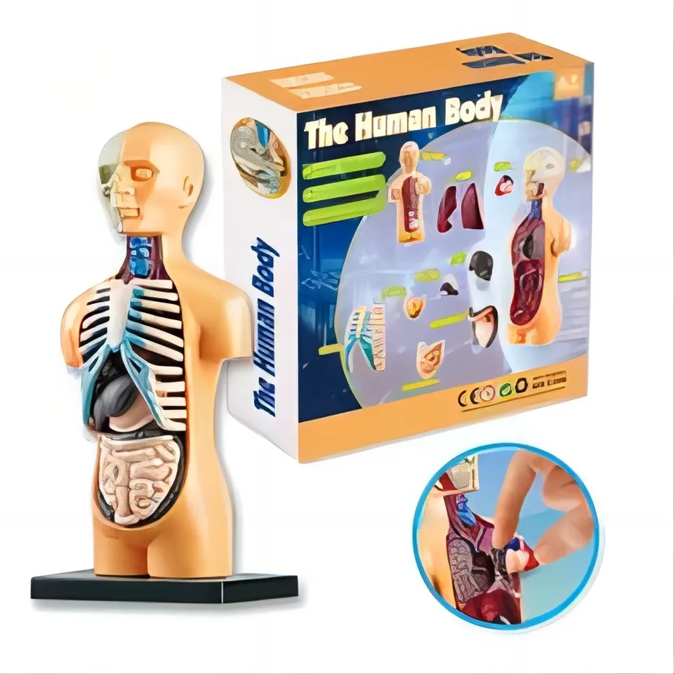 Children Enlightenment Science And Education Human Organs Body Assembly, Human Body Digestive Learning Toys, Human Organ Toys